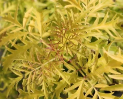 Sambucus nigra 'Golden Tower' - XL