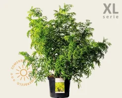 Sambucus nigra 'Golden Tower' - XL
