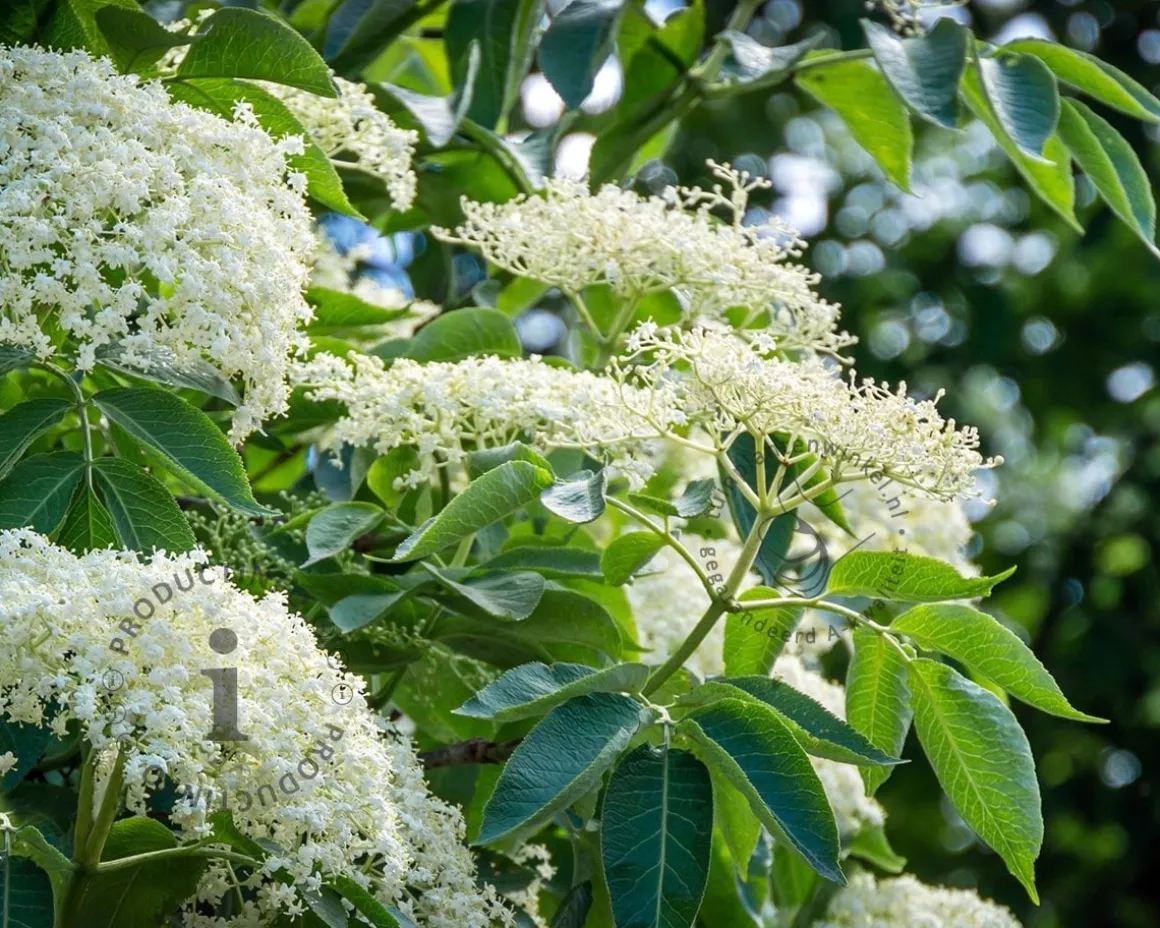 Sambucus nigra 'Haschberg'