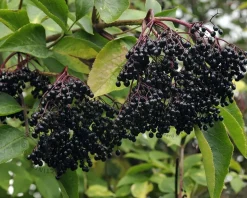 Sambucus nigra 'Haschberg'