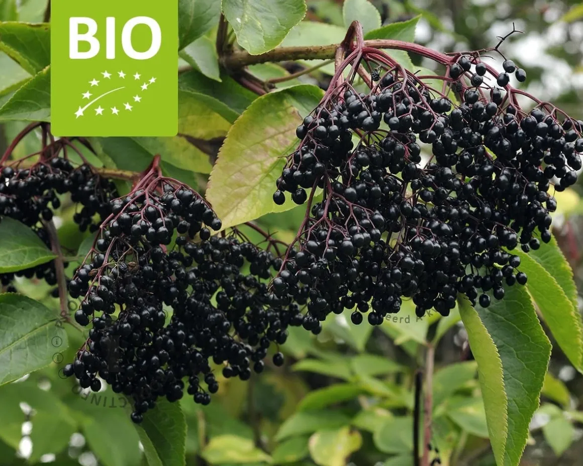 Sambucus nigra 'Haschberg' - BIO