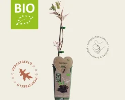 Sambucus nigra 'Haschberg' - BIO
