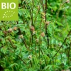 Sanguisorba minor Puur