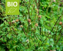 Sanguisorba minor Puur