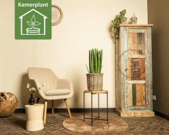 Sansevieria cylindrica