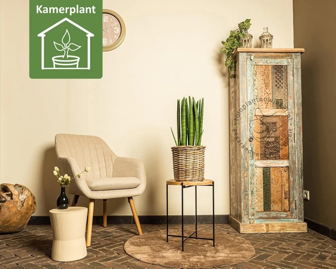 Sansevieria cylindrica