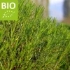 Santolina viridis Puur