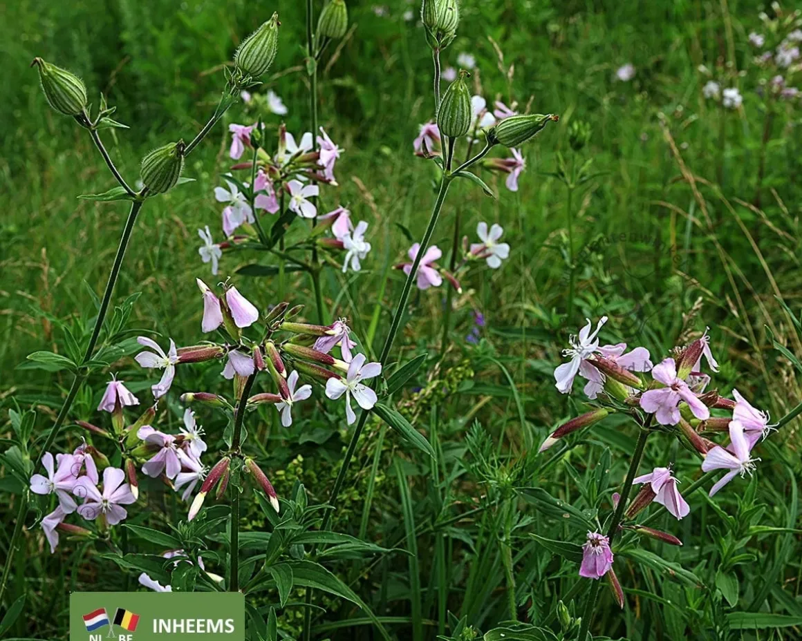 Saponaria officinalis