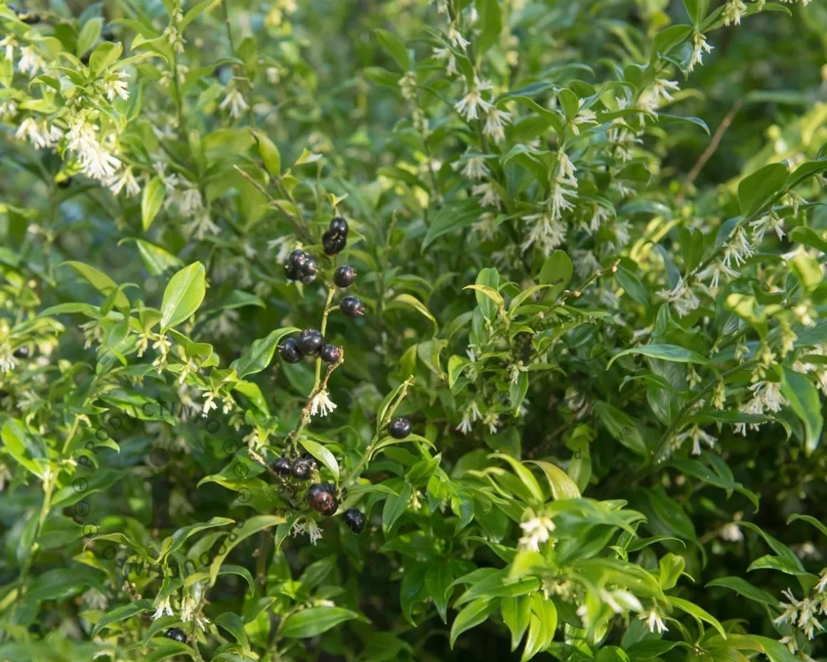Sarcococca confusa