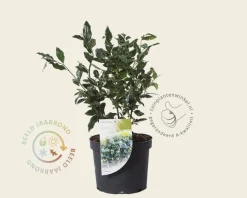 Sarcococca confusa