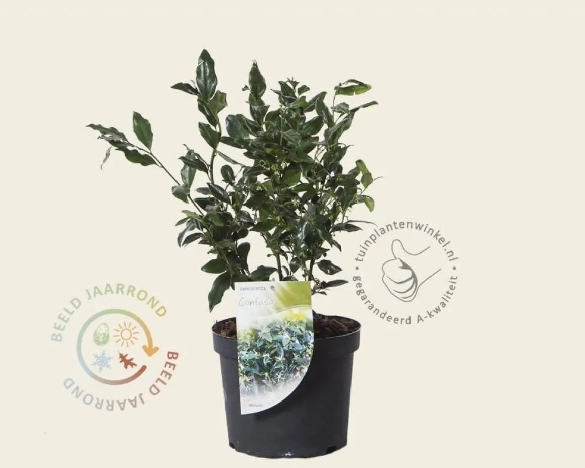Sarcococca confusa