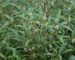 Sarcococca hookeriana var digyna 'Purple Stem'
