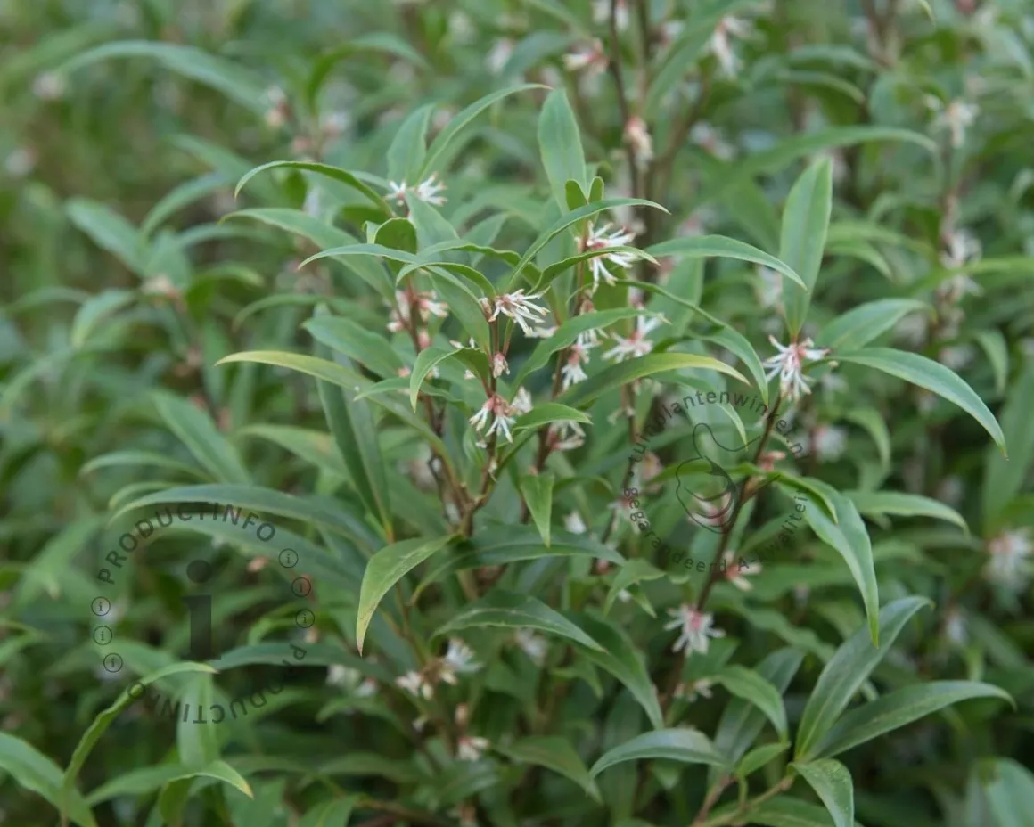 Sarcococca hookeriana var digyna 'Purple Stem'