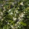 Sarcococca hookeriana var 'Humilis'