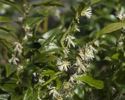 Sarcococca hookeriana var 'Humilis'