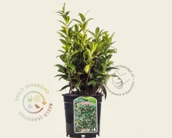 Sarcococca hookeriana var 'Humilis'