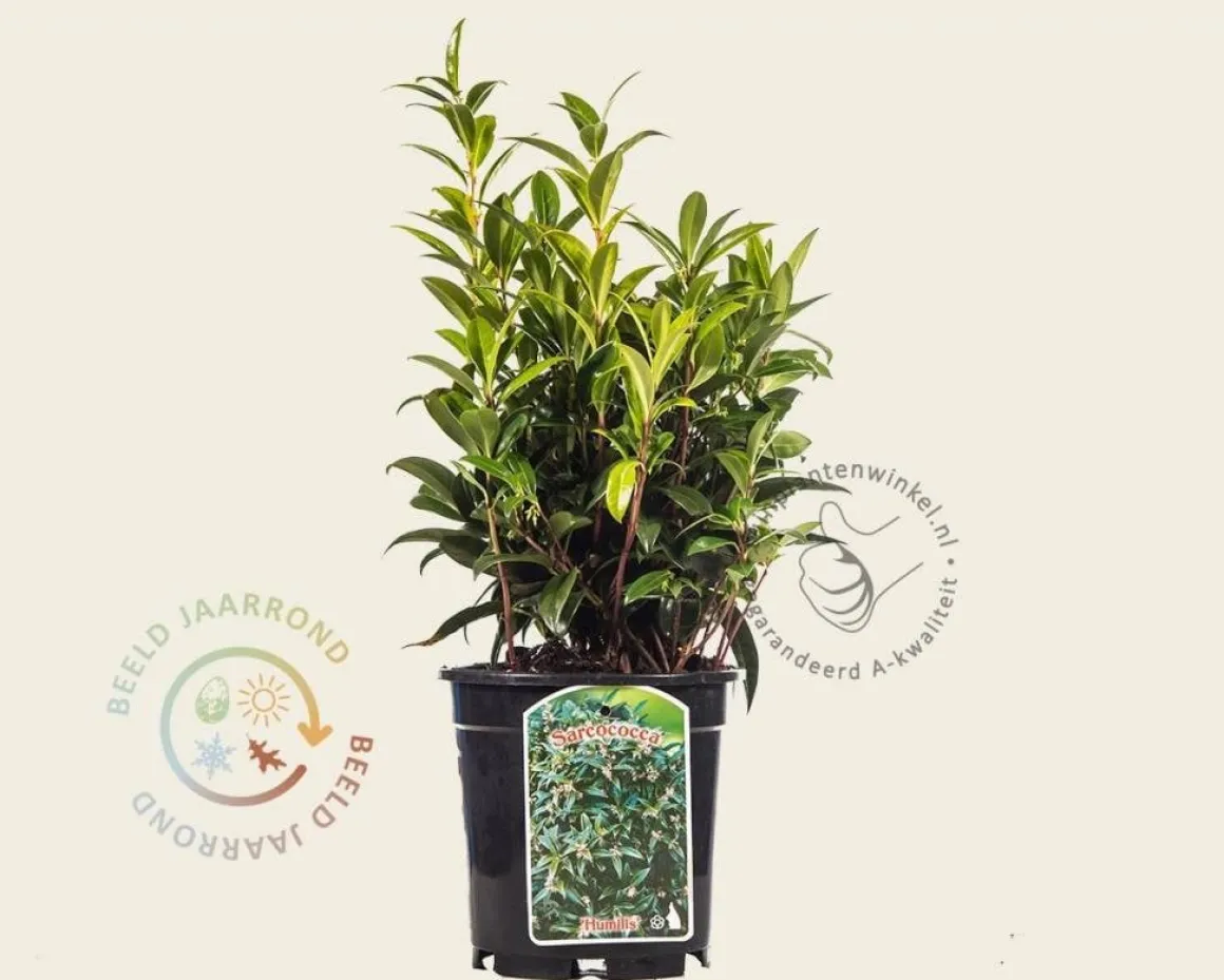 Sarcococca hookeriana var 'Humilis'