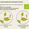 Satureja montana Puur
