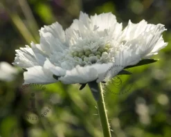 Scabiosa caucasica 'Alba'