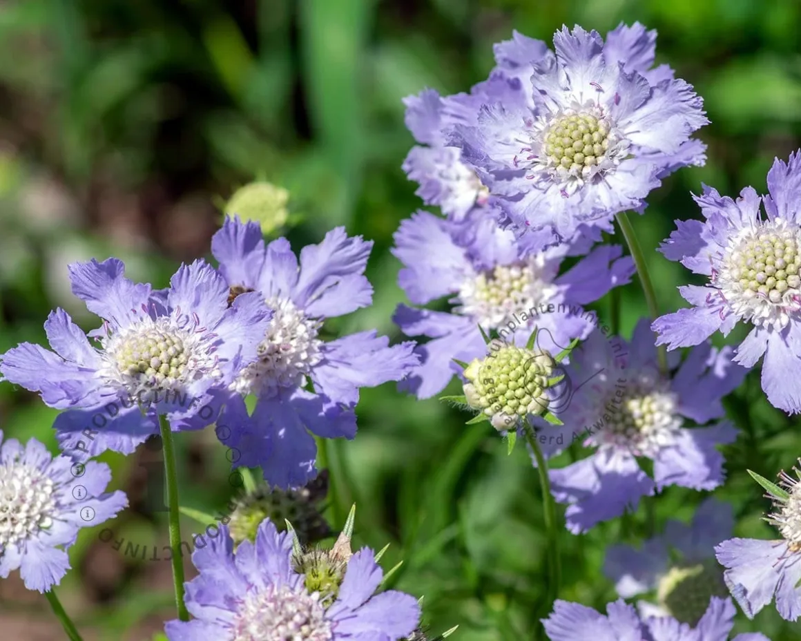 Scabiosa caucasica 'Perfecta'