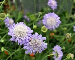 Scabiosa columbaria 'Butterfly Blue'