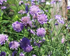 Scabiosa columbaria 'Butterfly Blue'