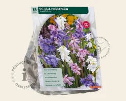 Scilla hispanica Mix