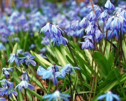 Scilla siberica