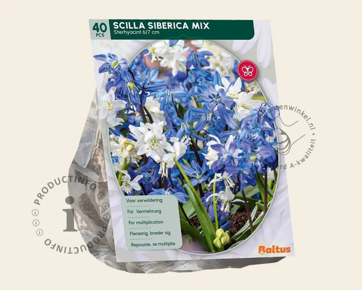 Scilla siberica Mix