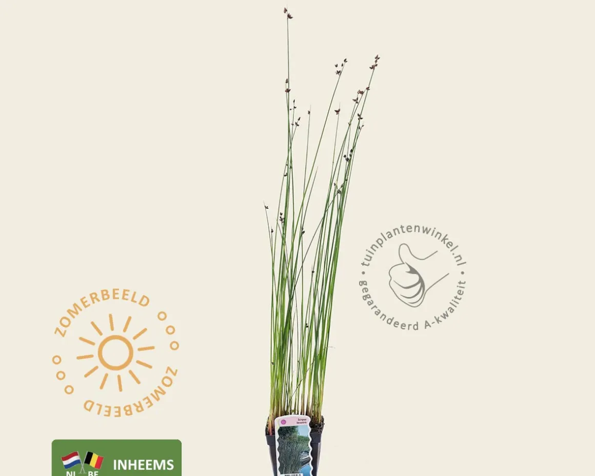 Scirpus lacustris