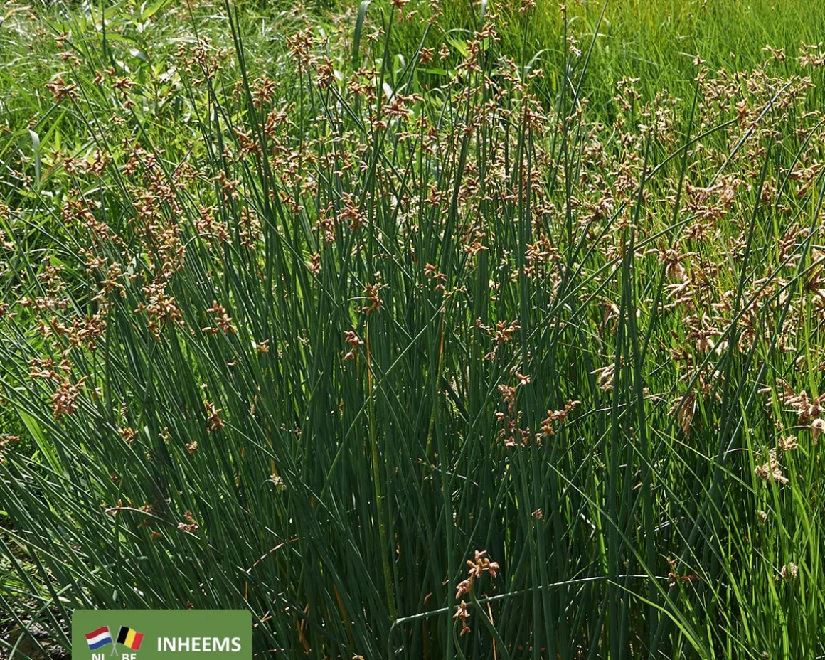 Scirpus lacustris