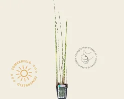 Scirpus tabernaemontani 'Zebrinus'