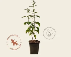 Scutellaria incana