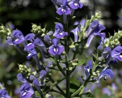 Scutellaria incana