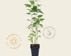 Scutellaria incana