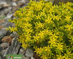 Sedum acre