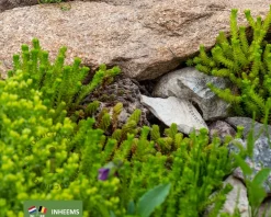 Sedum acre