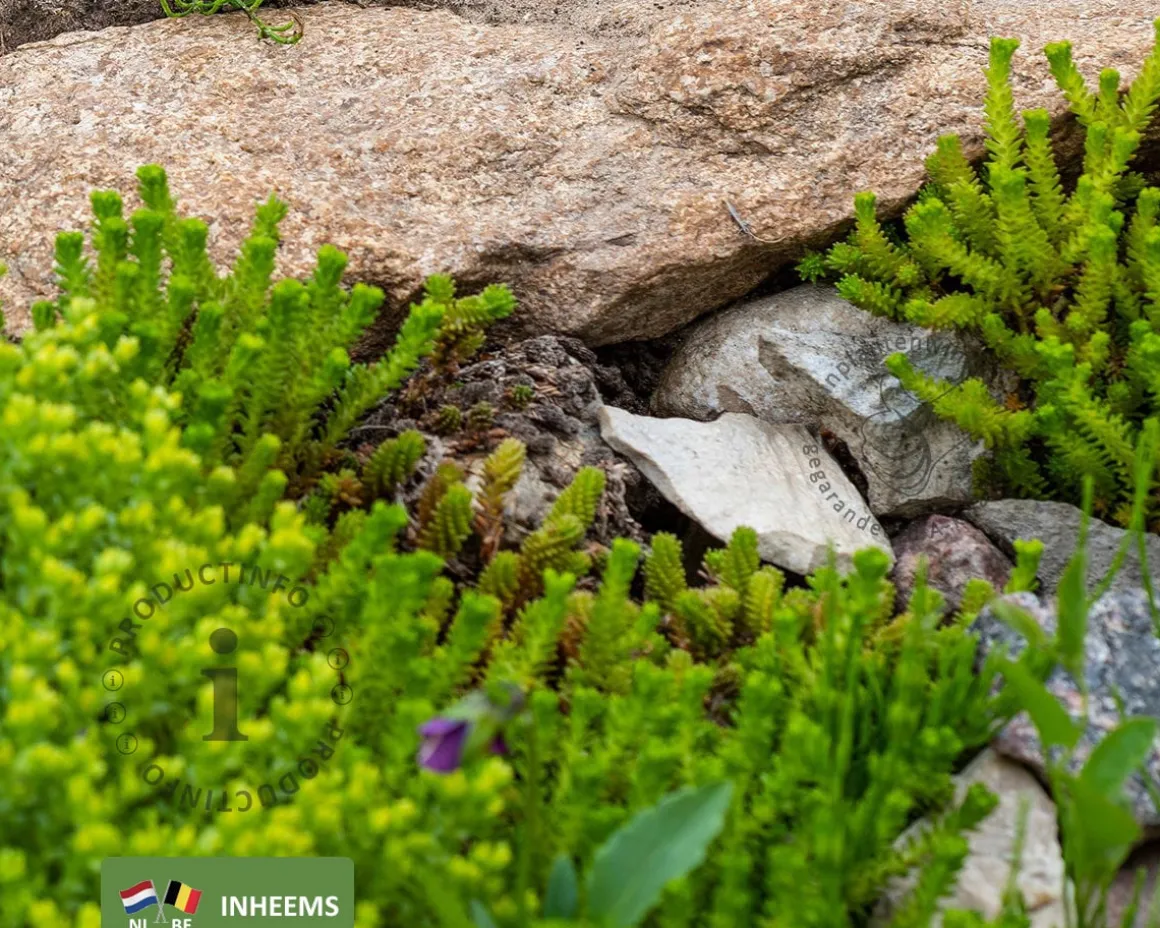 Sedum acre