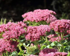 Sedum 'Herbstfreude'