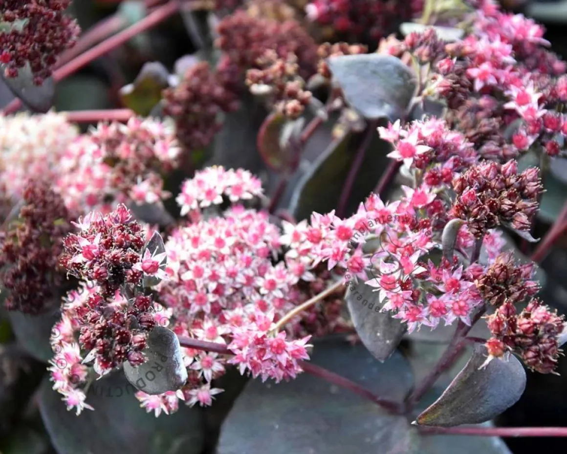 Sedum 'José Aubergine'
