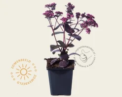 Sedum 'José Aubergine'