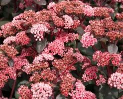 Sedum 'José Aubergine'