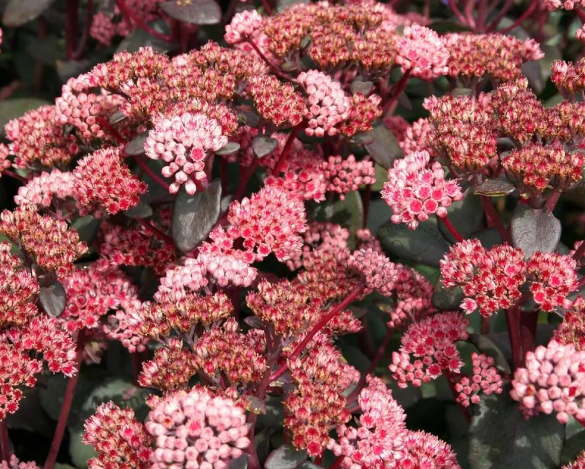 Sedum 'José Aubergine'