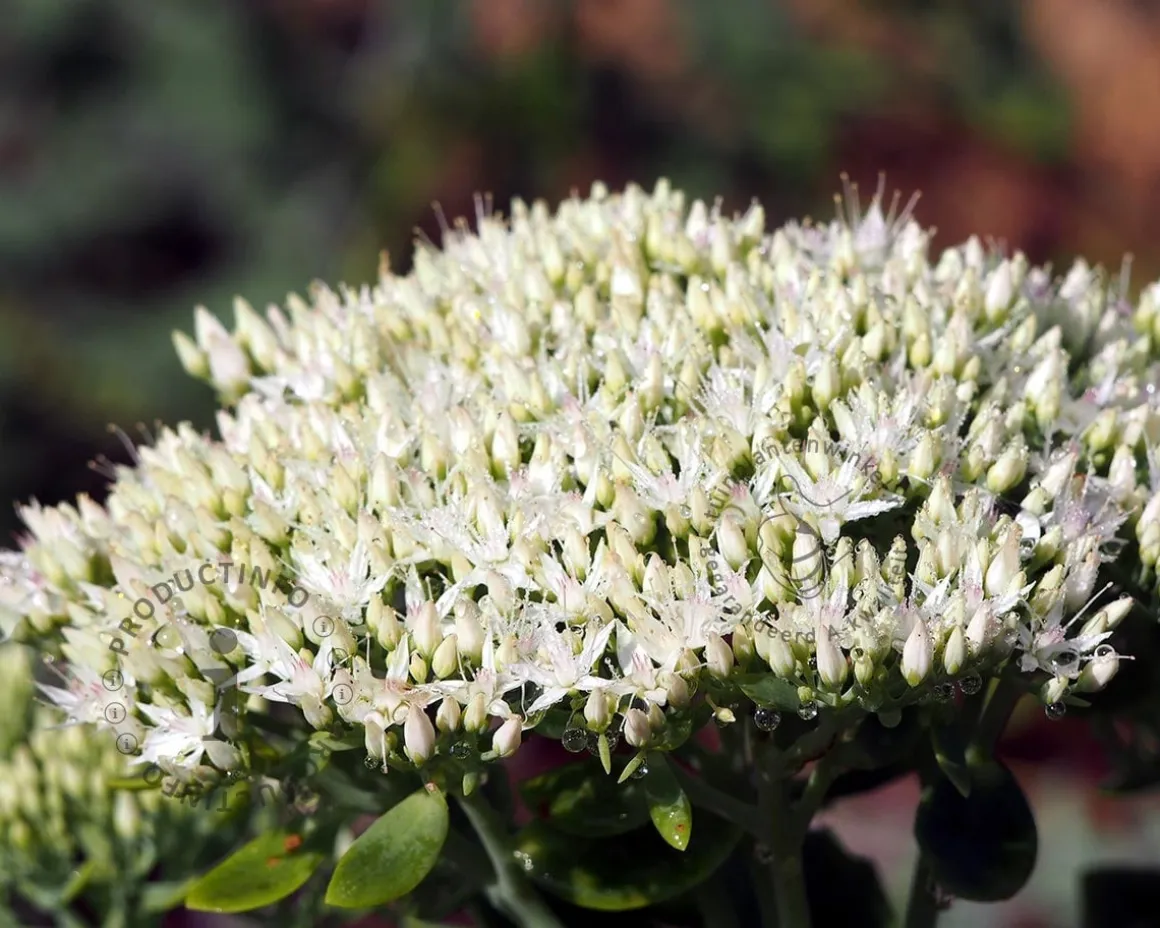 Sedum spectabile 'Stardust'