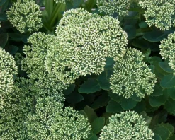 Sedum spectabile 'Stardust'