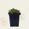 Sedum spurium 'Schorbuser Blut'
