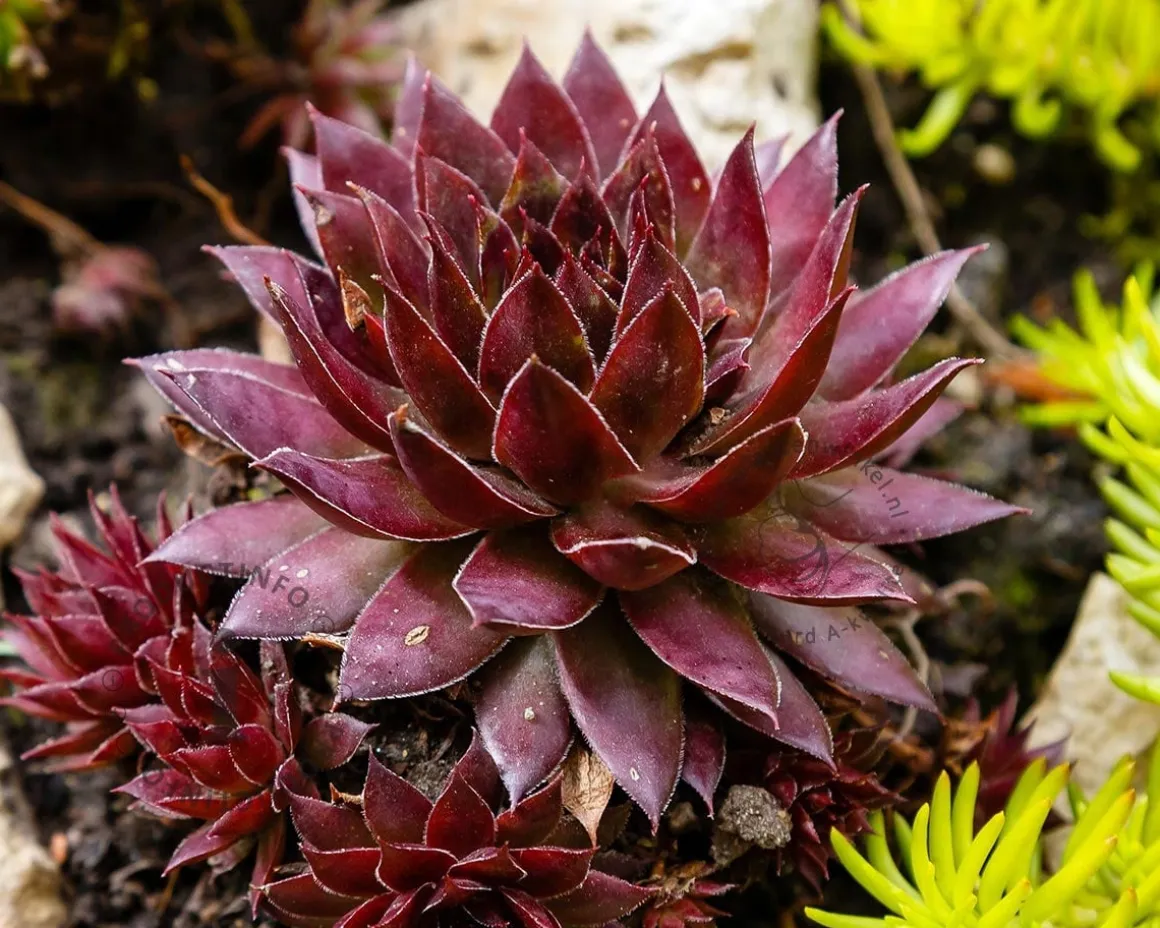 Sempervivum 'Dark Beauty'
