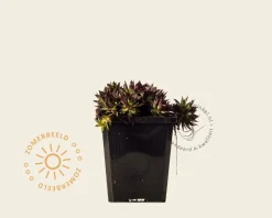 Sempervivum 'Dark Beauty'