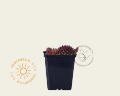 Sempervivum 'Jubilee'
