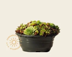 Sempervivum Mix - schaal